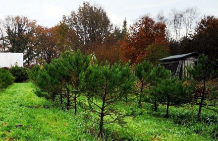 Mamutbäume in verschieden Höhen