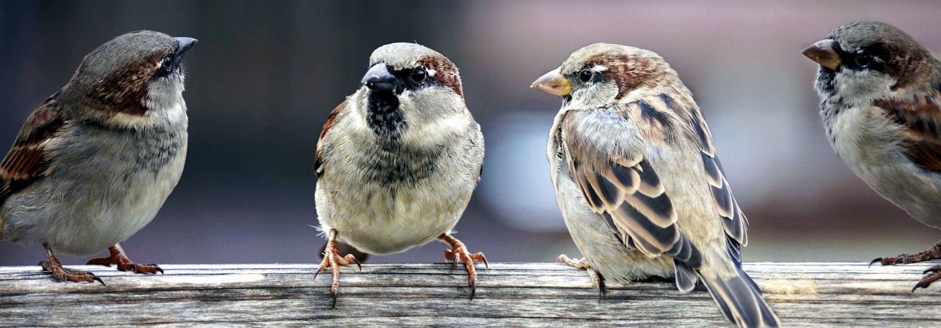 WildtGarten